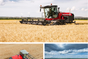 海拉尔麦收季：麦赛福格森新款自走式割草压扁机大显身手